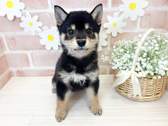 鹿児島県の豆柴 (ペッツファースト鹿児島店/2024年10月14日生まれ/男の子/黒)の子犬