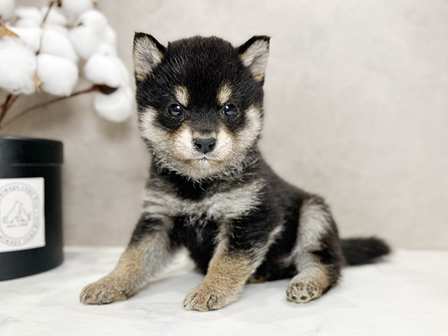 東京都の豆柴 (ペッツファースト青山店/2024年10月14日生まれ/男の子/黒)の子犬