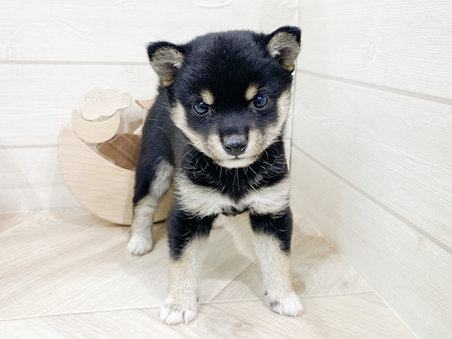 埼玉県の豆柴 (ペッツファーストレイクタウン店/2024年10月13日生まれ/女の子/黒)の子犬