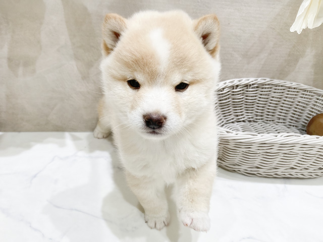 静岡県の豆柴 (ペッツファースト富士宮店/2024年10月14日生まれ/女の子/白)の子犬