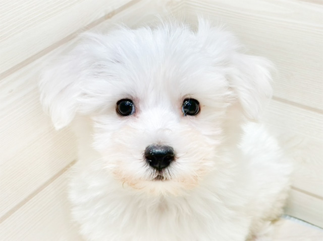 【犬屋さま専用】GOODENOUGH/FINESSE 5ポケット オフホワイト 白い犬のための低刺激シャンプー｜白毛用・ホワイトコートケア