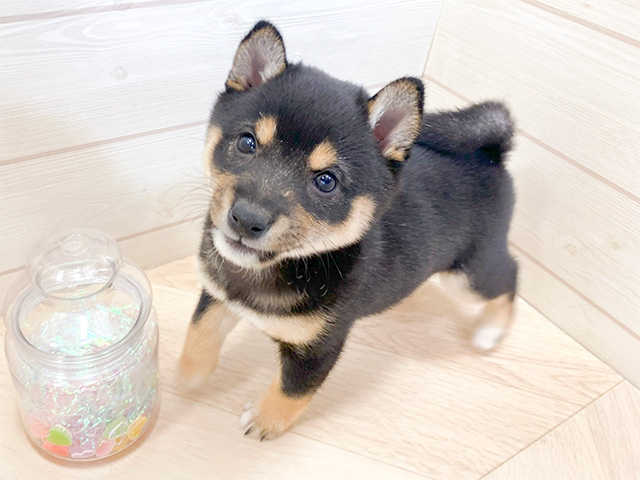 埼玉県の豆柴 (ペッツファーストふじみ野店/2024年10月15日生まれ/女の子/黒)の子犬