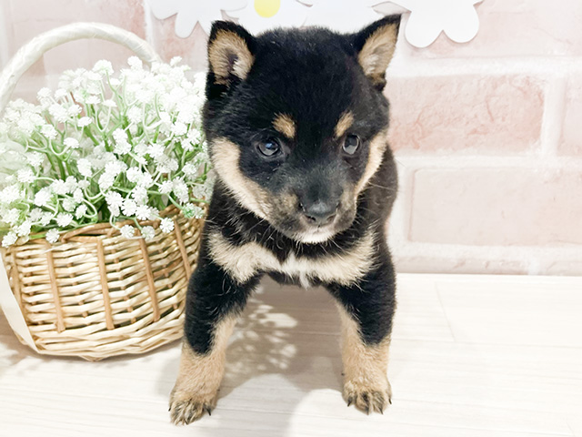 神奈川県の豆柴 (ペッツファースト茅ヶ崎店/2024年10月15日生まれ/女の子/黒)の子犬