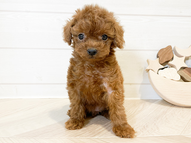 神奈川県のタイニープードル (ペッツファースト川崎店/2024年10月16日生まれ/女の子/レッド)の子犬