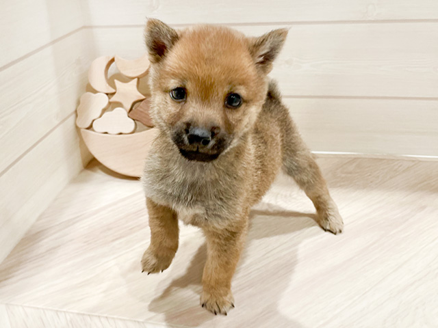 東京都の豆柴 (ペッツファースト豊洲店/2024年10月24日生まれ/男の子/赤)の子犬