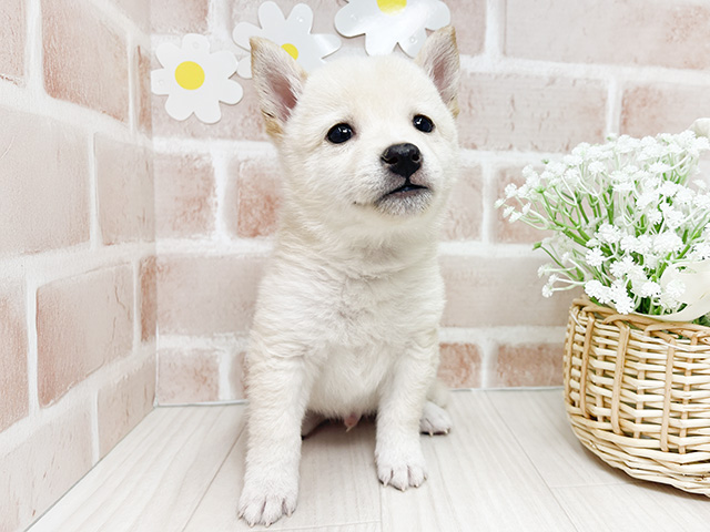 埼玉県の豆柴 (ペッツファースト川越店/2024年10月17日生まれ/男の子/白)の子犬