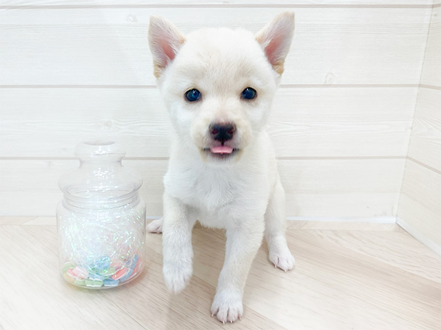 奈良県の豆柴 (ペッツファースト橿原店/2024年10月17日生まれ/女の子/白)の子犬