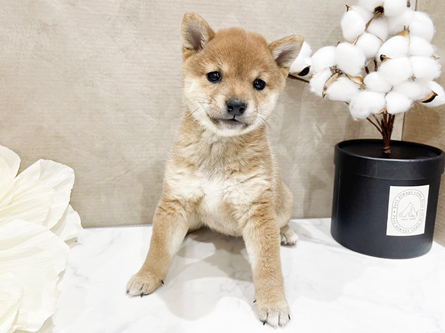 東京都の豆柴 (ペッツファースト中野店/2024年10月23日生まれ/女の子/赤)の子犬