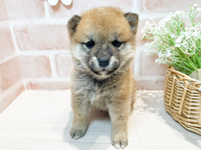 岡山県の豆柴 (ペッツファースト倉敷店/2024年10月23日生まれ/男の子/赤)の子犬