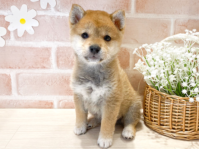 福岡県の豆柴 (ペッツファースト筑紫野店/2024年10月23日生まれ/男の子/赤)の子犬