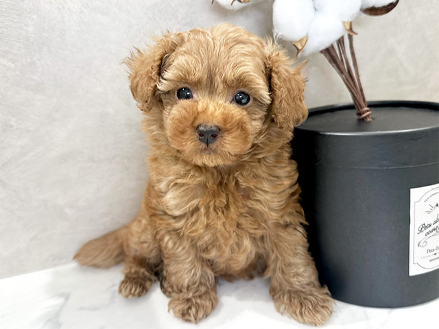 神奈川県のタイニープードル (ペッツファースト大和店/2024年10月28日生まれ/男の子/レッド)の子犬