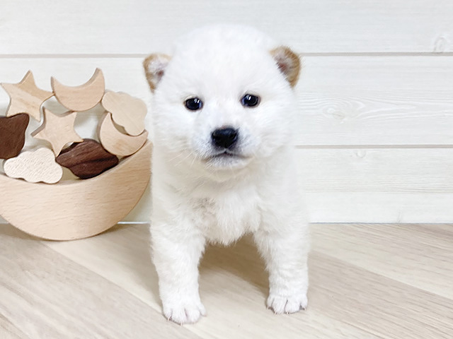 鳥取県の豆柴 (ペッツファースト日吉津店/2024年10月31日生まれ/男の子/白)の子犬