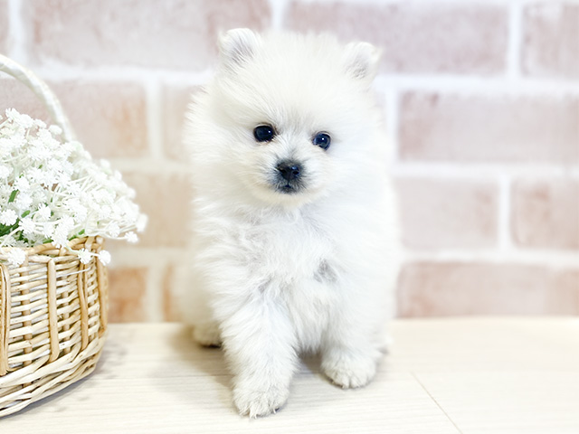 神奈川県のポメラニアン (ペッツファースト秦野店/2024年10月28日生まれ/女の子/クリーム)の子犬