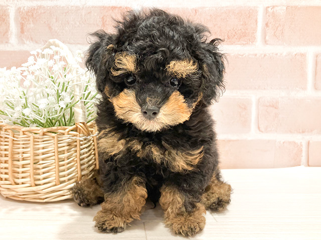 東京都のタイニープードル (ペッツファースト町田店/2024年10月24日生まれ/男の子/ブラックタン)の子犬