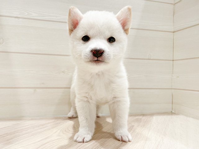 東京都の豆柴 (ペッツファースト豊洲店/2024年10月28日生まれ/男の子/白)の子犬