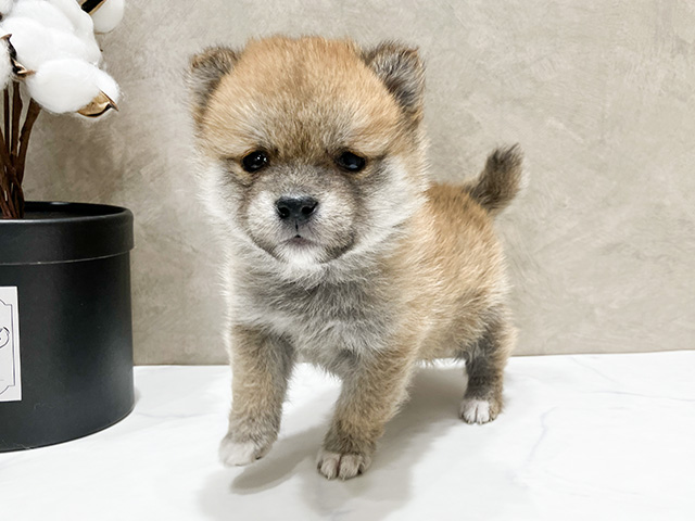 東京都の豆柴 (ペッツファースト晴海店/2024年10月29日生まれ/男の子/赤)の子犬