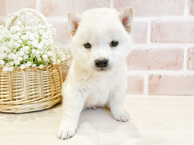 東京都の豆柴 (ペッツファースト広尾店/2024年10月30日生まれ/男の子/白)の子犬