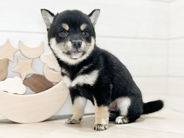 大阪府の豆柴 (ペッツファースト梅田店/2024年10月30日生まれ/女の子/黒)の子犬