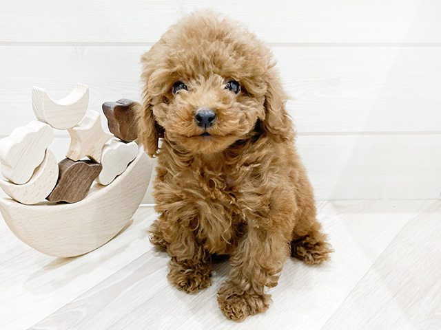 兵庫県のタイニープードル (ペッツファースト神戸元町店/2024年11月1日生まれ/男の子/レッド)の子犬