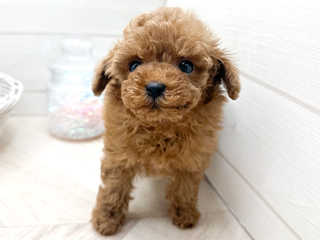 東京都のタイニープードル (ペッツファースト渋谷店/2024年11月2日生まれ/男の子/レッド)の子犬