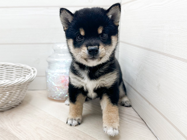 東京都の豆柴 (ペッツファースト渋谷店/2024年11月4日生まれ/男の子/黒)の子犬