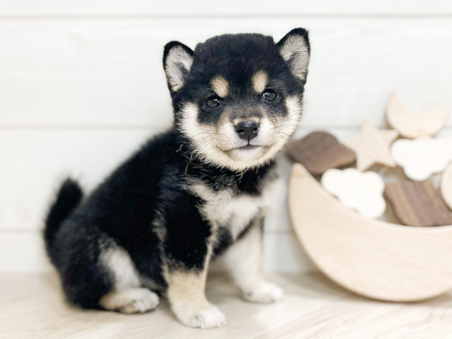 東京都の豆柴 (ペッツファースト吉祥寺本店/2024年11月4日生まれ/女の子/黒)の子犬