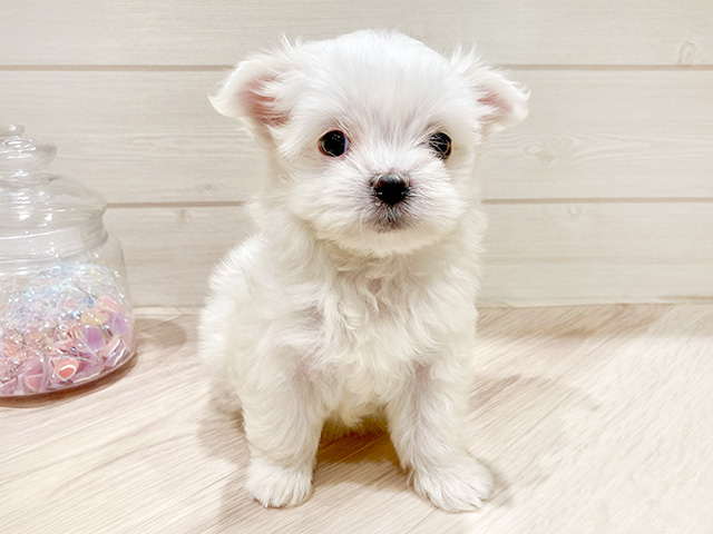 東京都のマルチーズ (ペッツファースト豊洲店/2024年11月5日生まれ/女の子/ホワイト)の子犬