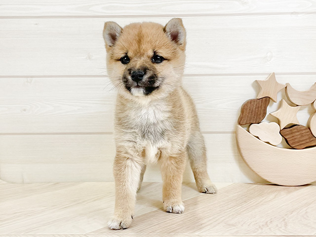 千葉県の豆柴 (ペッツファーストららぽーとTOKYO-BAY店/2024年11月4日生まれ/女の子/赤)の子犬