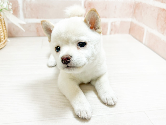 広島県の豆柴 (ペッツファースト広島本通店/2024年11月11日生まれ/女の子/白)の子犬