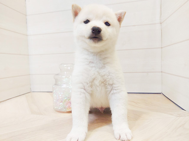 神奈川県の豆柴 (ペッツファースト川崎店/2024年11月14日生まれ/男の子/白)の子犬