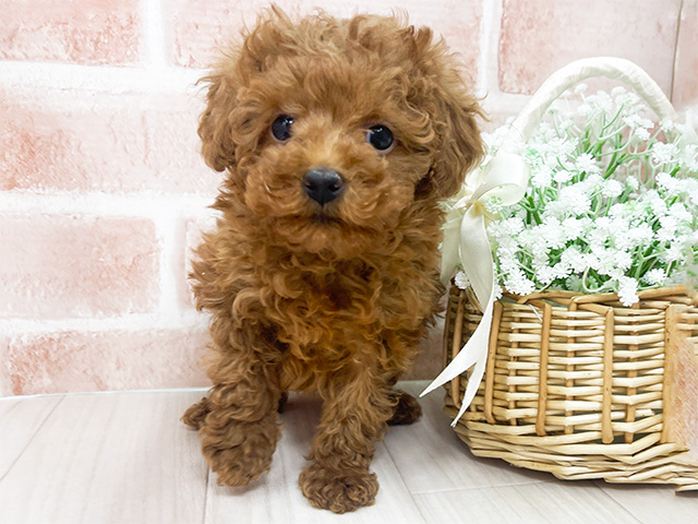 埼玉県のタイニープードル (ペッツファースト川越店/2024年11月18日生まれ/女の子/レッド)の子犬