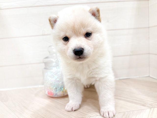 東京都の豆柴 (ペッツファースト吉祥寺サンロード店/2024年11月17日生まれ/男の子/白)の子犬