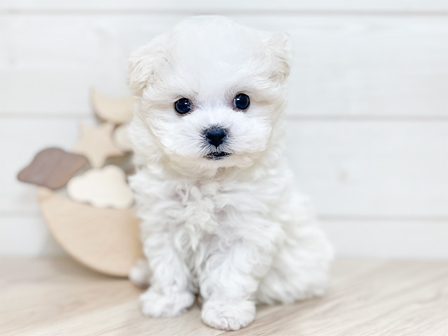 東京都のハーフ犬・ミックス犬 (ペッツファースト吉祥寺本店/2024年11月17日生まれ/女の子/ホワイト)の子犬