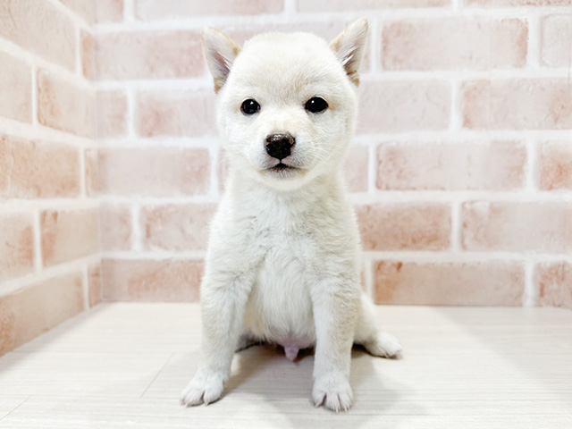 大阪府の豆柴 (ペッツファースト茨木店/2024年11月17日生まれ/男の子/白)の子犬