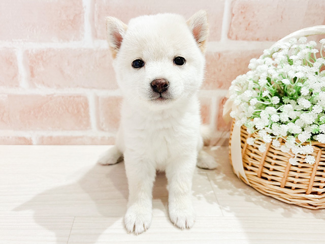 東京都の豆柴 (ペッツファースト自由が丘店/2024年11月17日生まれ/女の子/白)の子犬