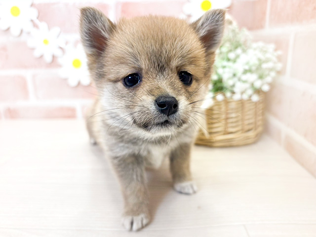 鹿児島県のポメ柴/豆ポメ/ポメ豆柴(ポメラニアン×柴犬) (ペッツファースト鹿児島店/2024年11月19日生まれ/男の子/赤)の子犬