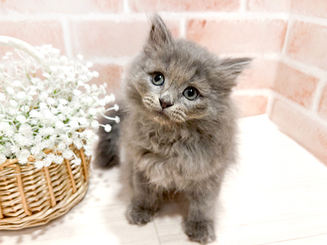 東京都のサイベリアン (ペッツファースト町田店/2024年11月21日生まれ/男の子/ブルー)の子猫