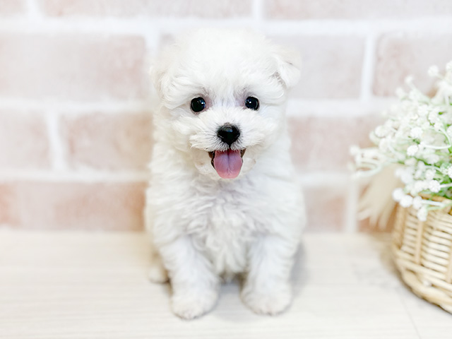 東京都のビションフリーゼ (ペッツファースト広尾店/2024年11月21日生まれ/女の子/ホワイト)の子犬