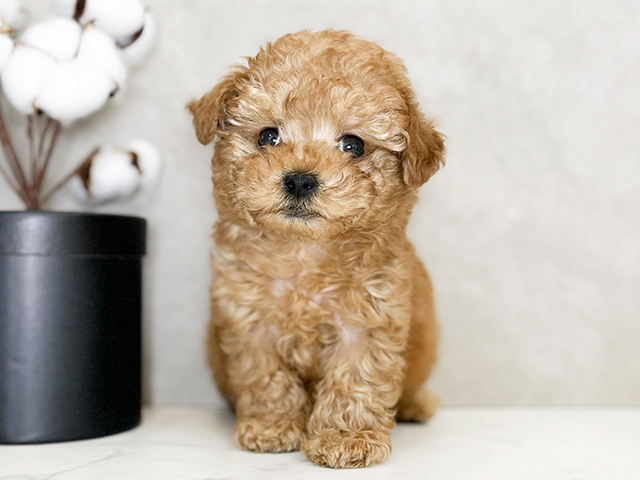 東京都のタイニープードル (ペッツファースト下北沢店/2024年11月18日生まれ/男の子/レッド)の子犬