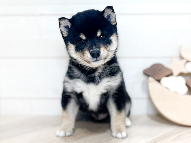 東京都の豆柴 (ペッツファースト吉祥寺本店/2024年11月24日生まれ/男の子/黒)の子犬