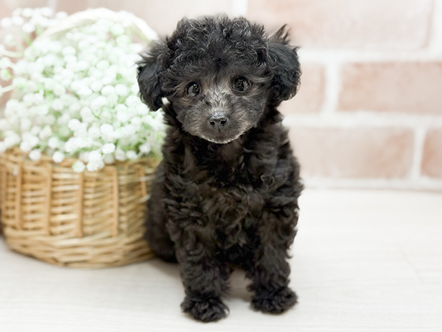 東京都のタイニープードル (ペッツファースト池袋店/2024年11月26日生まれ/男の子/シルバー)の子犬