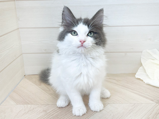 ノルウェージャンフォレストキャット for cats横浜元町店 │ペッツ