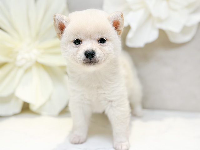 埼玉県の豆柴 (ペッツファースト川口店/2024年12月2日生まれ/女の子/白)の子犬