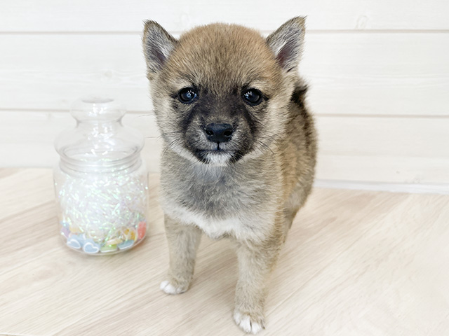 大阪府の豆柴 (ペッツファーストららぽーと門真店/2024年12月2日生まれ/女の子/赤)の子犬