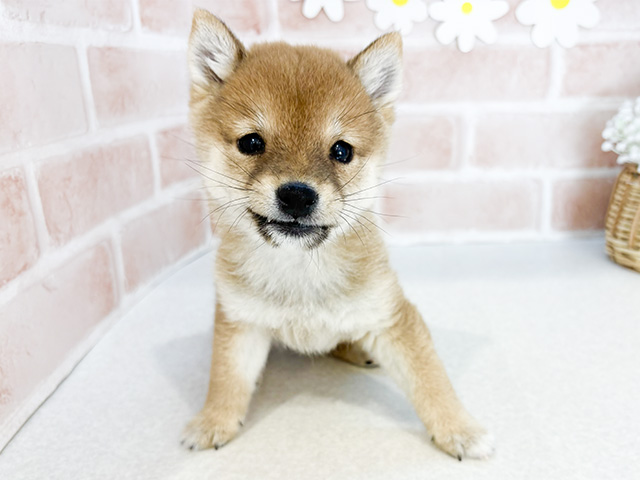 東京都の豆柴 (ペッツファーストお台場店/2024年12月1日生まれ/女の子/赤)の子犬