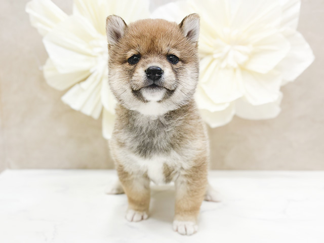 埼玉県の豆柴 (ペッツファーストふじみ野店/2024年12月5日生まれ/女の子/赤)の子犬