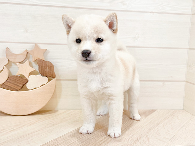 千葉県の豆柴 (ペッツファーストららぽーとTOKYO-BAY店/2024年12月7日生まれ/男の子/白)の子犬