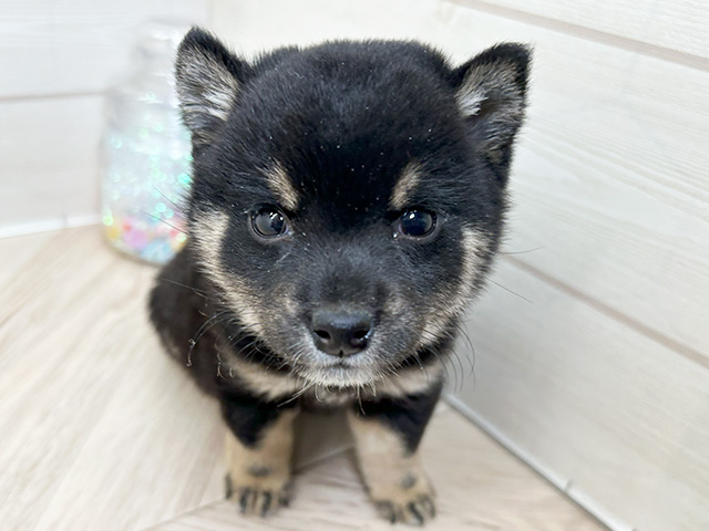 大阪府の豆柴 (ペッツファースト北心斎橋店/2024年12月7日生まれ/男の子/黒)の子犬