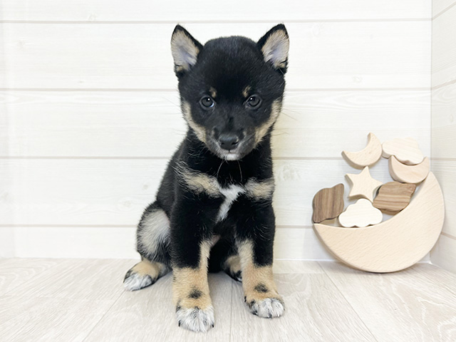 愛知県の豆柴 (ペッツファースト大高店/2024年12月8日生まれ/男の子/黒)の子犬