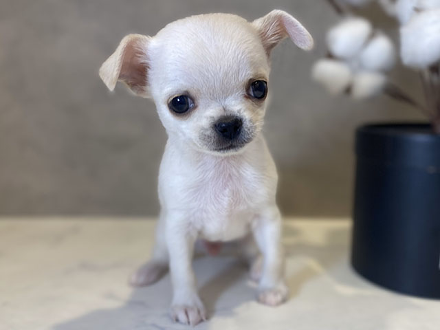 東京都のチワワ(スムース) (ペッツファースト青山店/2024年12月10日生まれ/男の子/クリーム)の子犬